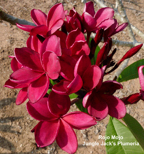 Rojo Mojo plumeria flower - Jungle Jack source photo