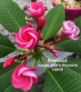 Rosebud plumeria flower - Jungle Jack source photo