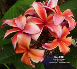 Roulette plumeria flower - Jungle Jack source photo