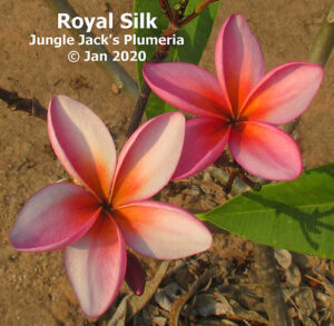 Royal Silk plumeria flower - Jungle Jack source photo