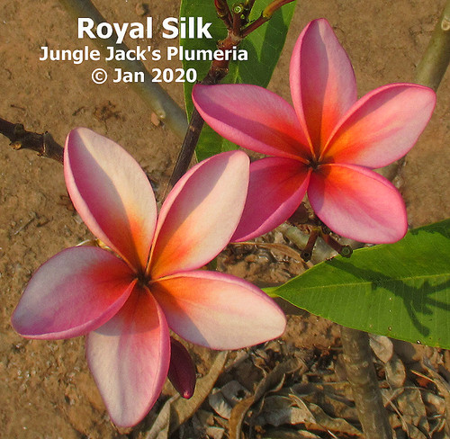 Royal Silk plumeria flower - Jungle Jack source photo