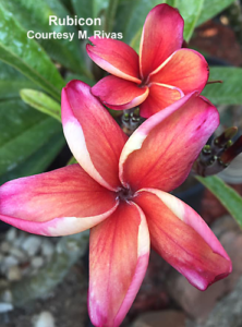 Rubicon plumeria flower - Jungle Jack source photo
