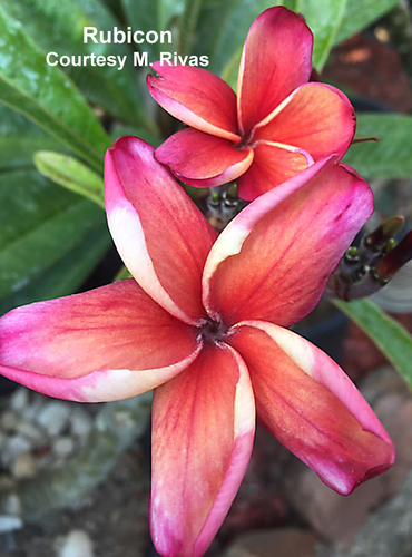 Rubicon plumeria flower - Jungle Jack source photo