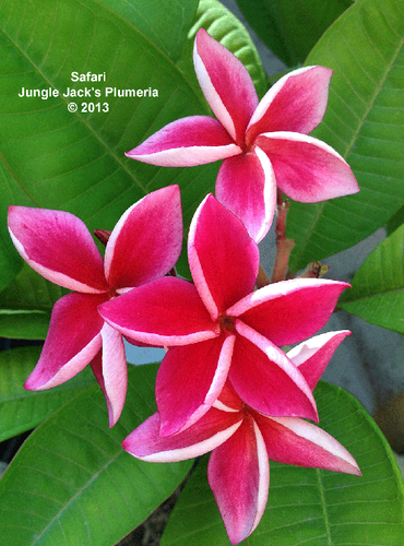 Safari plumeria flower - Jungle Jack source photo