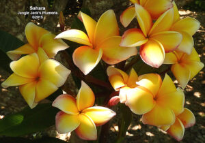 Sahara plumeria flower - Jungle Jack source photo