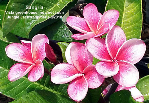 Sangria plumeria photo