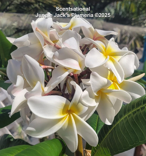 Scentsational plumeria photo