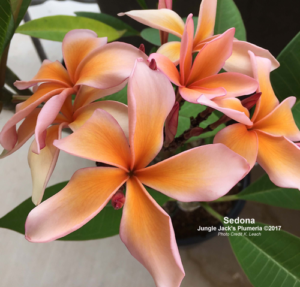 Sedona plumeria flower - Jungle Jack source photo