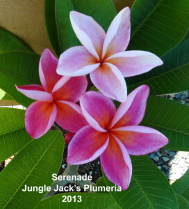 Serenade plumeria flower - Jungle Jack source photo