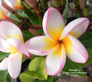 Shangri La plumeria flower - Jungle Jack source photo