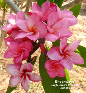 Shockwave plumeria flower - Jungle Jack source photo