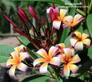 Shooting Star plumeria flower - Jungle Jack source photo