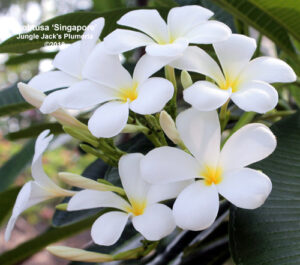 Singapore plumeria flower - Jungle Jack source photo