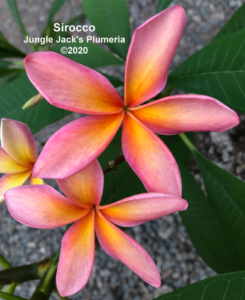 Sirocco plumeria flower - Jungle Jack source photo