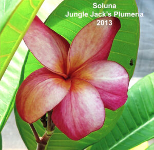 Soluna plumeria flower - Jungle Jack source photo