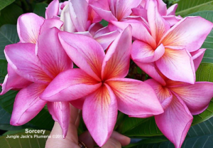 Sorcery plumeria flower - Jungle Jack source photo