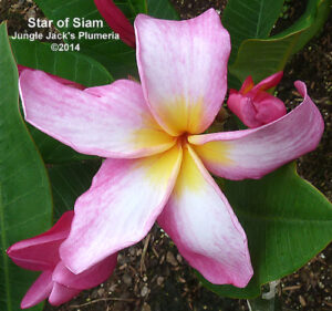 Star of Siam plumeria flower - Jungle Jack source photo