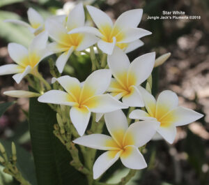 Star White plumeria flower - Jungle Jack source photo