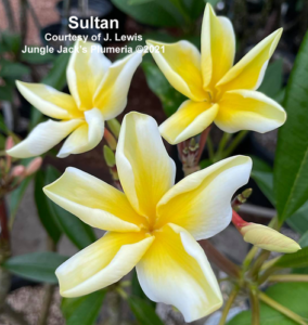 Sultan plumeria flower - Jungle Jack source photo