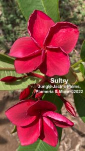 Sultry plumeria flower - Jungle Jack source photo
