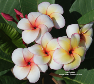 SunSplash plumeria flower - Jungle Jack source photo