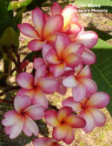 Supernova plumeria flower - Jungle Jack source photo