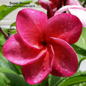 SuperRound plumeria flower - Jungle Jack source photo
