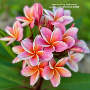 Synchronicity plumeria flower - Jungle Jack source photo