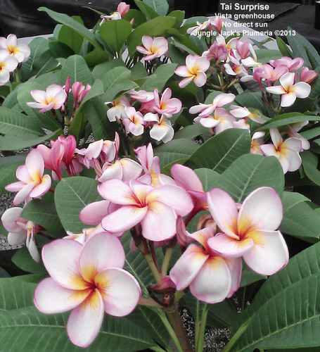 Tai Surprise plumeria photo