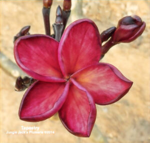 Tapestry plumeria flower - Jungle Jack source photo