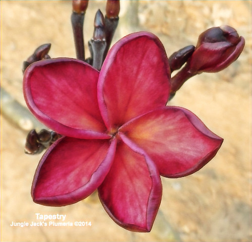 Tapestry plumeria flower - Jungle Jack source photo