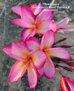 Tbred Tracy plumeria flower - Jungle Jack source photo