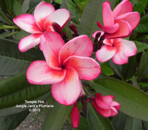 Temple Fire plumeria flower - Jungle Jack source photo