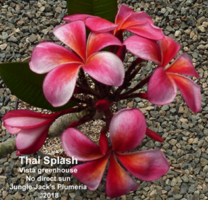 Thai Splash plumeria flower - Jungle Jack source photo