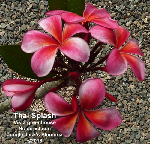 Thai Splash plumeria flower - Jungle Jack source photo