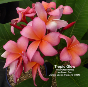 Tropic Glow plumeria flower - Jungle Jack source photo