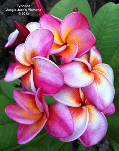 Typhoon plumeria flower - Jungle Jack source photo