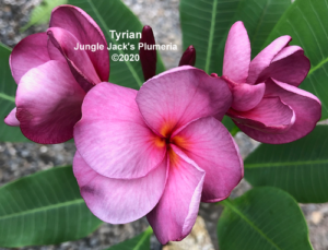 Tyrian plumeria flower - Jungle Jack source photo