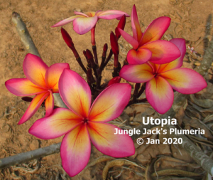 Utopia plumeria flower - Jungle Jack source photo