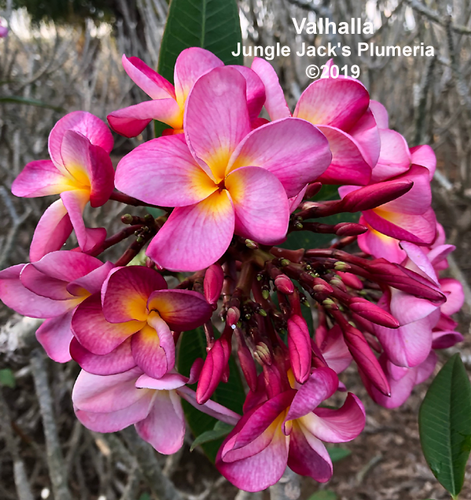 Valhalla plumeria flower - Jungle Jack source photo