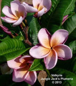 Valkyrie plumeria flower - Jungle Jack source photo