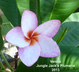 Venice plumeria flower - Jungle Jack source photo
