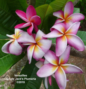 Versailles plumeria flower - Jungle Jack source photo
