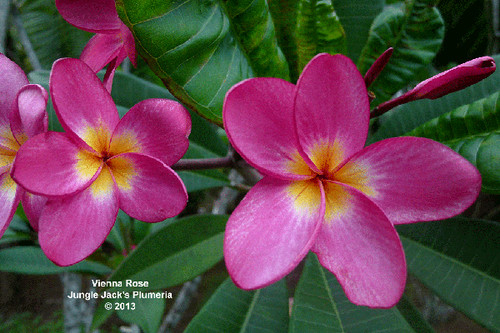 Vienna Rose plumeria photo