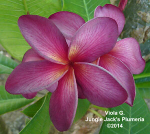Viola G. plumeria flower - Jungle Jack source photo