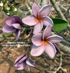 Vogue plumeria flower - Jungle Jack source photo