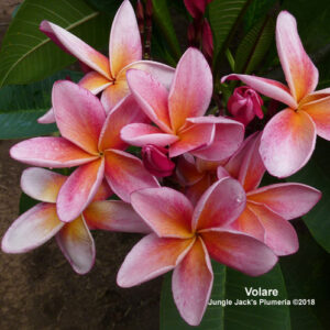 Volare plumeria flower - Jungle Jack source photo