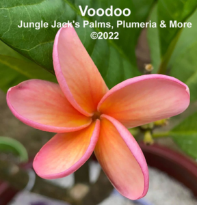Voodoo plumeria flower - Jungle Jack source photo