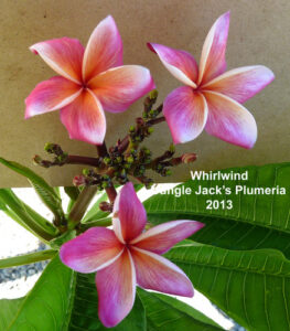 Whirlwind plumeria flower - Jungle Jack source photo