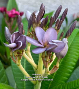 Wisdom plumeria flower - Jungle Jack source photo